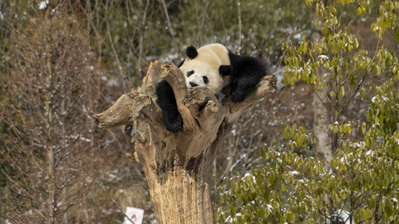 "Kung Fu Panda" who loves to climb trees
