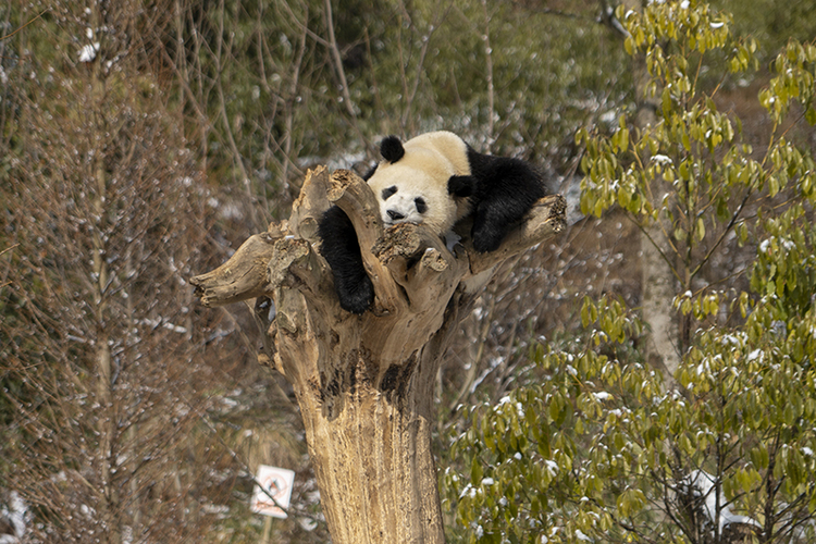"Kung Fu Panda" who loves to climb trees