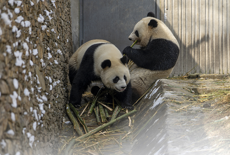 Pandas having fun with each other_fororder_图片5
