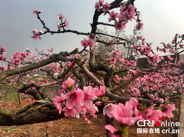 图片默认标题_fororder_1