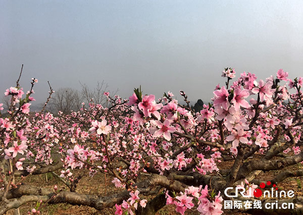 灼灼桃花怒放(摄影 刘江)