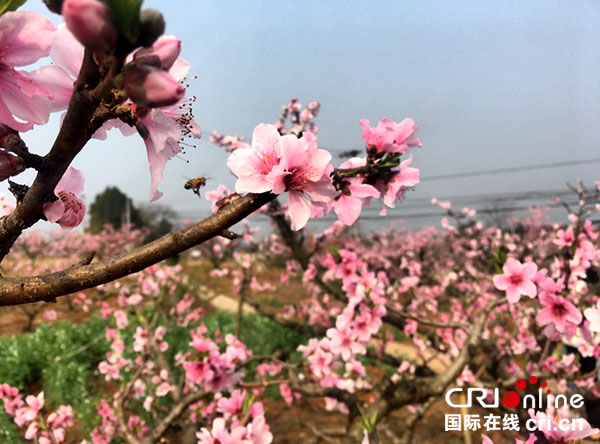 图片默认标题_fororder_3