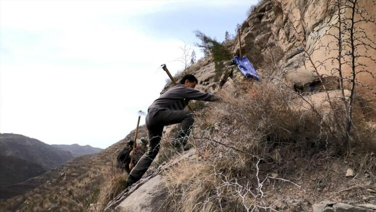 “不留一寸荒山”——陕西宜川“悬崖造林队”种树记