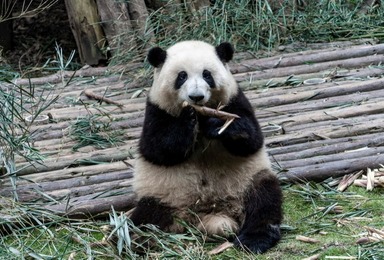 Does giant pandas eat meat?