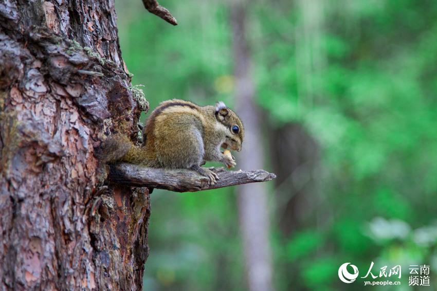 图片默认标题_fororder_云南4