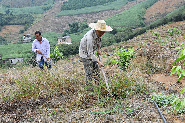 广西田林：村民合作社“抱团”发展  助农增收致富