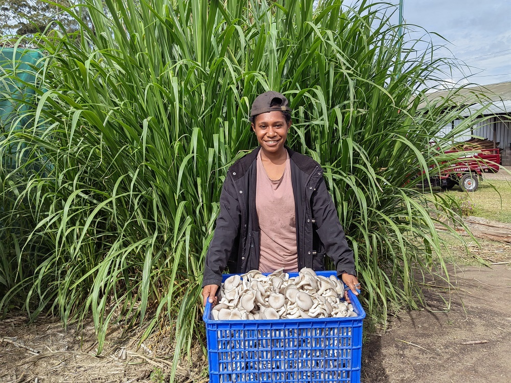 资讯有故事|“谢谢你们把菌草从中国带过来”