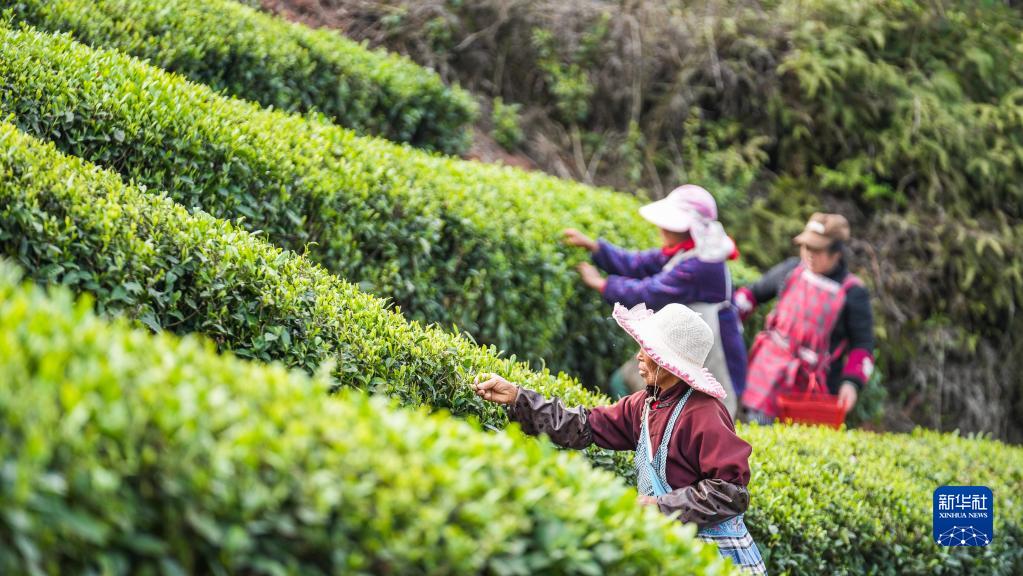 贵州:明前茶 采摘忙