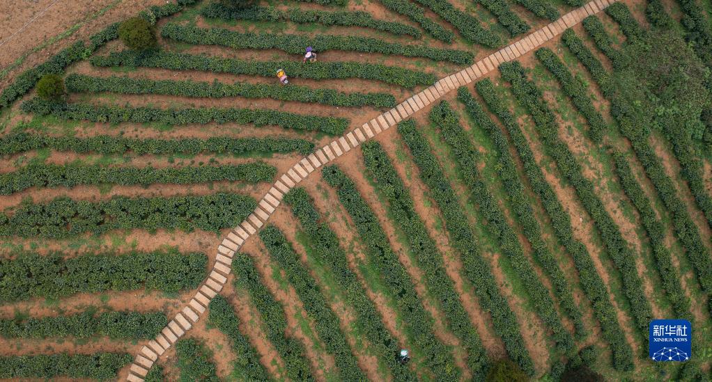 贵州:明前茶 采摘忙