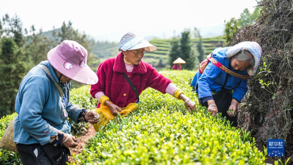 贵州:明前茶 采摘忙