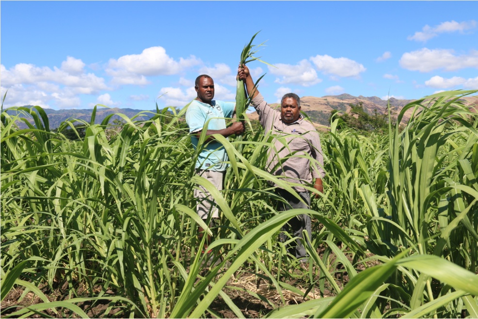 资讯有故事|“谢谢你们把菌草从中国带过来”