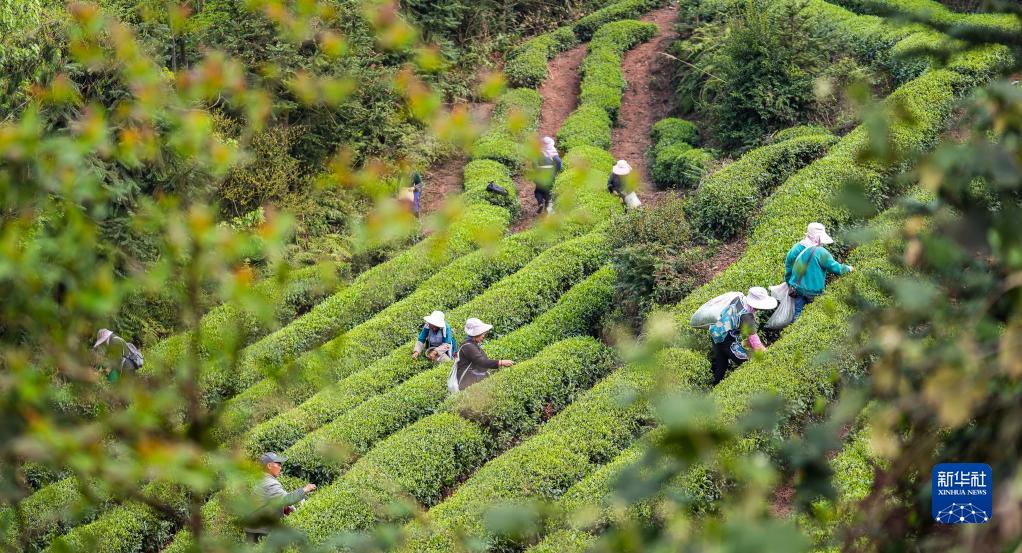 贵州:明前茶 采摘忙