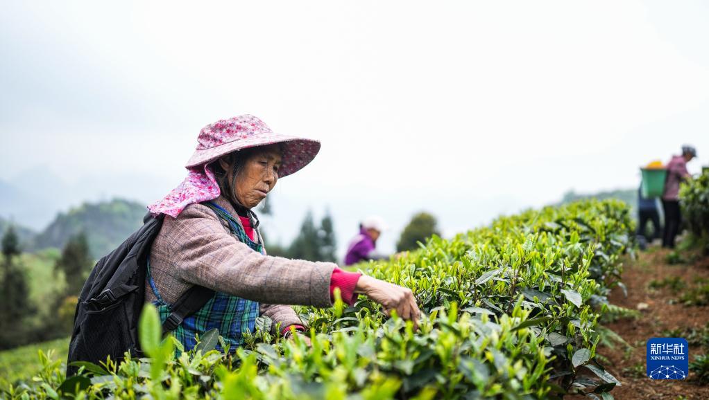 贵州:明前茶 采摘忙