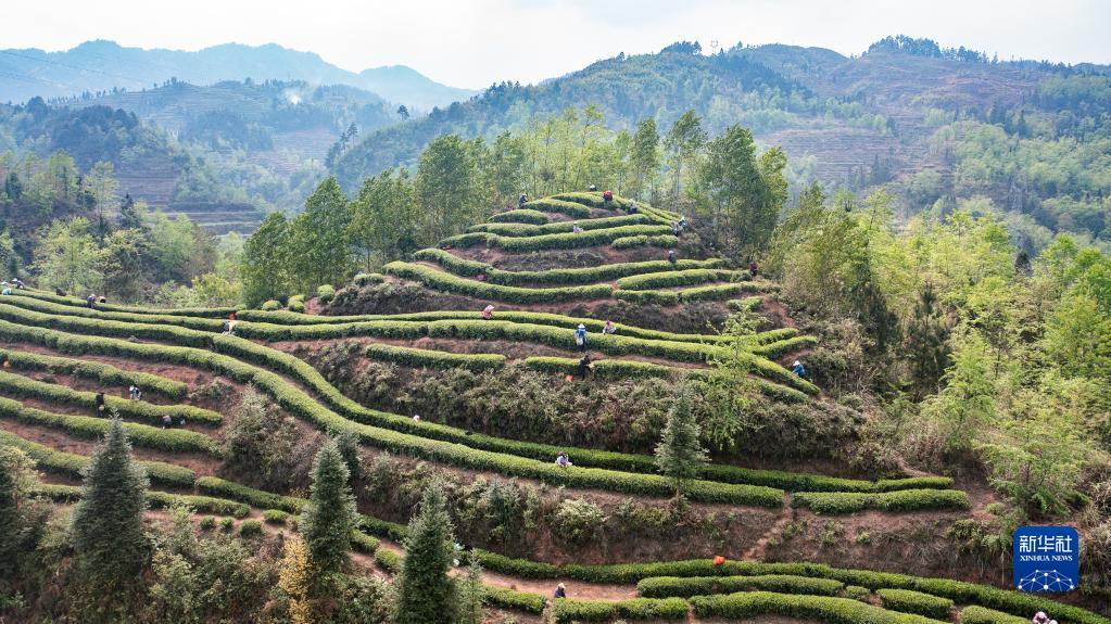 贵州:明前茶 采摘忙