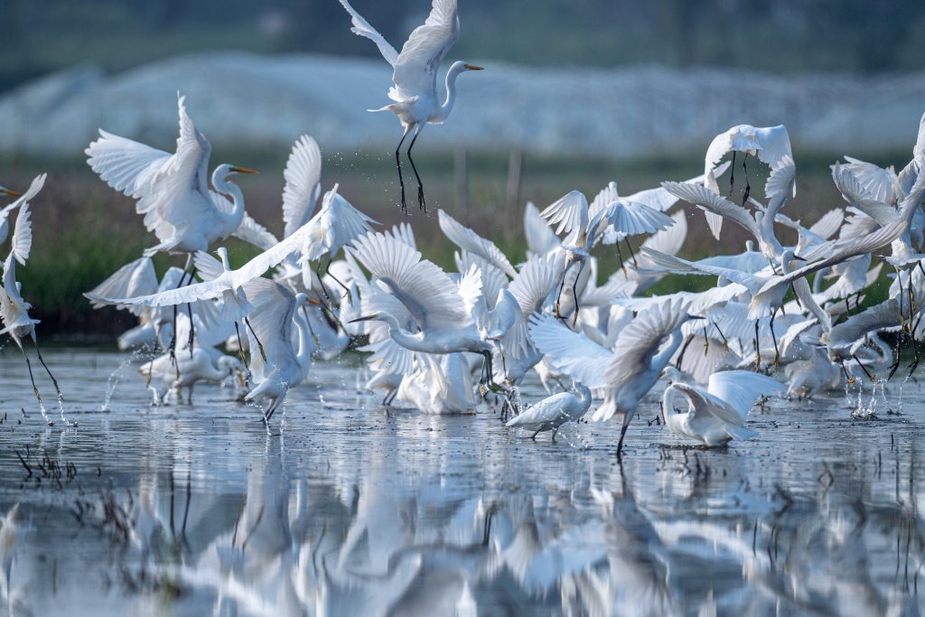 【中首图】白洋淀:华北明珠 鸟类天堂
