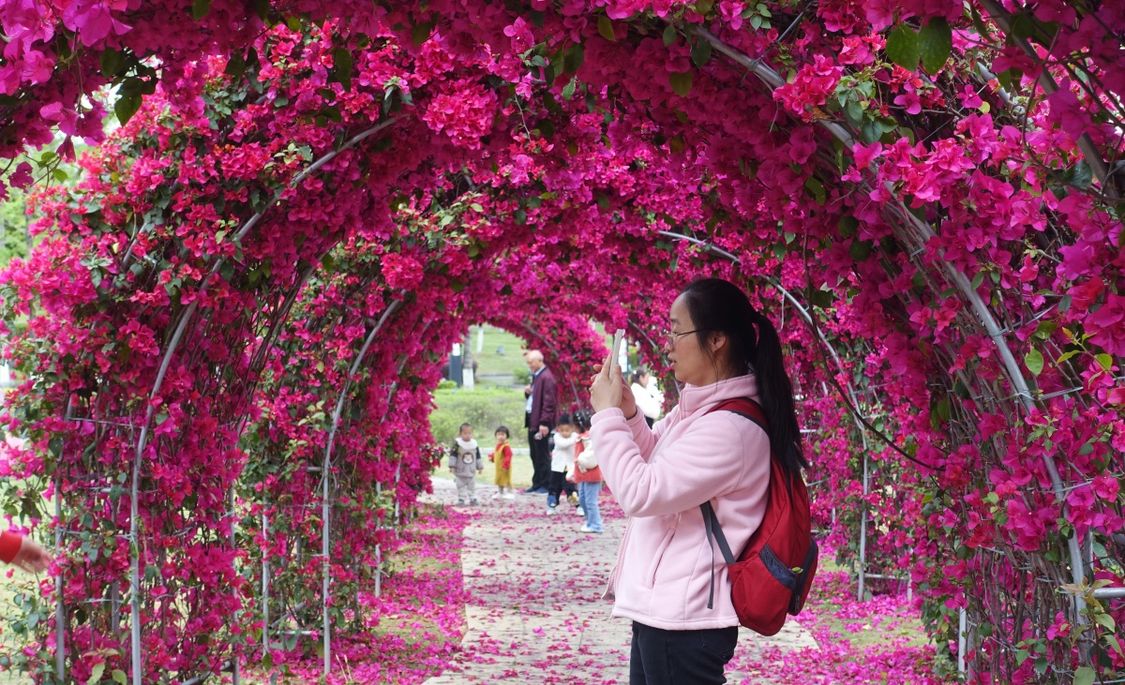广西:木棉花开映黔江 青山绿水如画廊