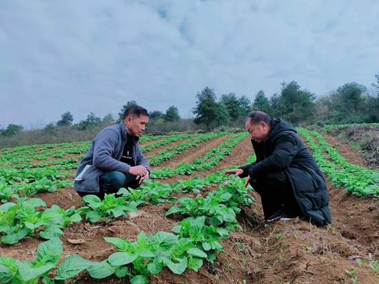 贵州瓮安：优化产业布局 提升马铃薯产业产能