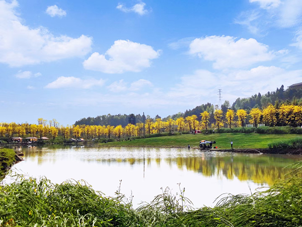 (张)简阳:邀您共赴一场黄花风铃木的盛宴_fororder_微信图片_20230404110526