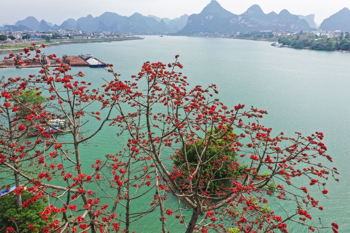 广西:木棉花开映黔江 青山绿水如画廊