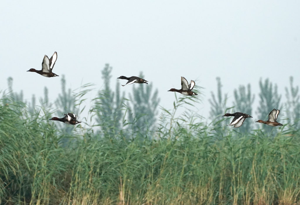 【中首图】白洋淀:华北明珠 鸟类天堂