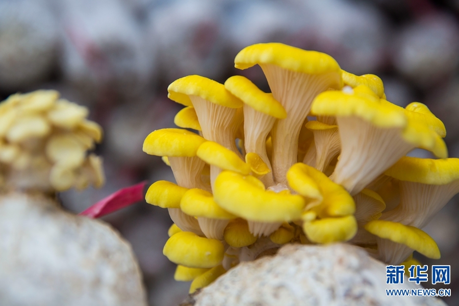 河南鲁山:变废为宝种出金色蘑菇