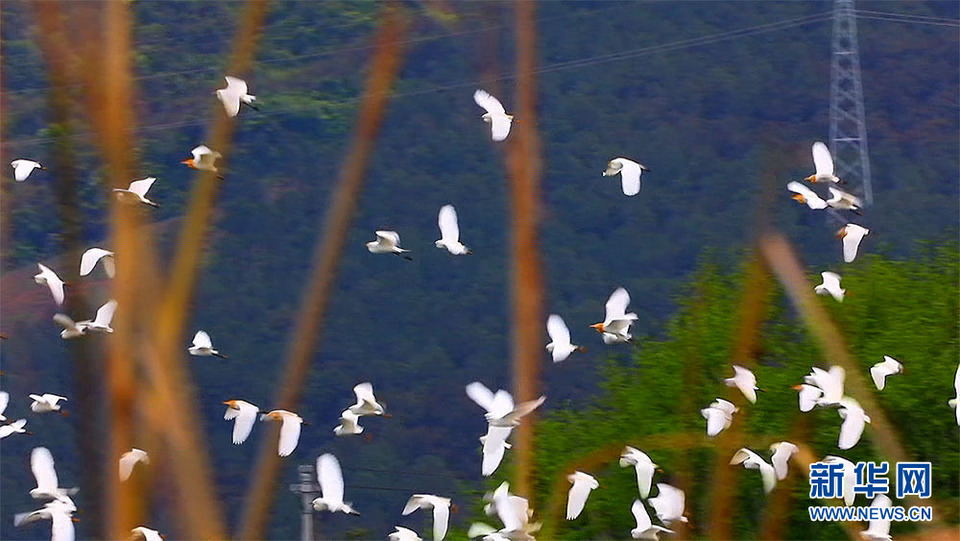 桂林灵川：白鹭舞翩跹