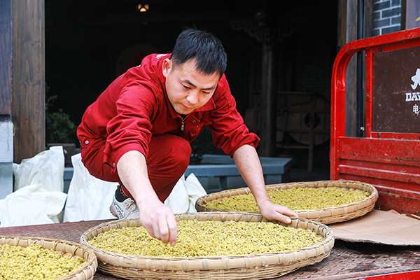 （张）泸州合江：古法酿造酱油正当时_fororder_合江县五比一酱油酿造公司工人在整理已发酵完成的酱料准备运往晒场入缸