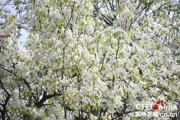 图片默认标题_fororder_梨花盛开--（摄影-何芳）