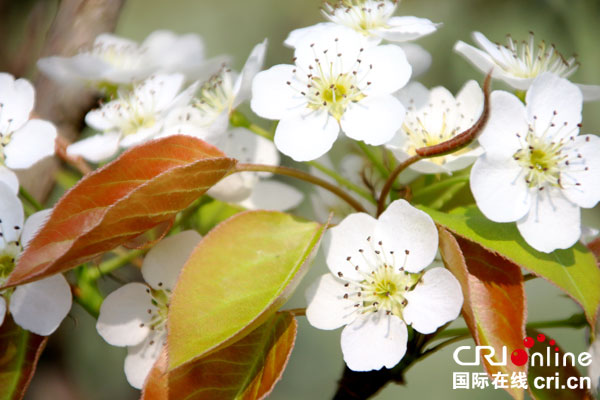 图片默认标题_fororder_梨花开放--（摄影-何芳）