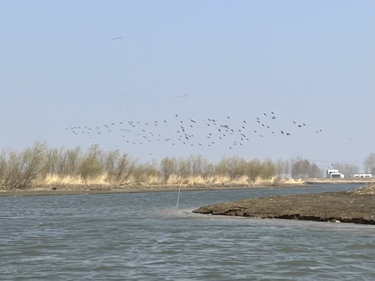 2023 First Xixi Lake Wetland Park Birdwatching Festival Inaugurated in Xinmin City_fororder_辽宁4
