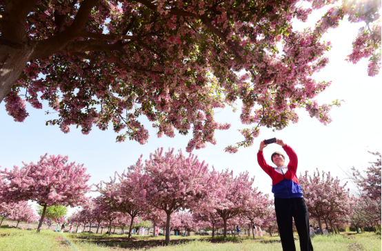 (原创)河北邯郸:千亩海棠花盛放美如画_fororder_河北邯郸:千亩海棠花盛放美如画254