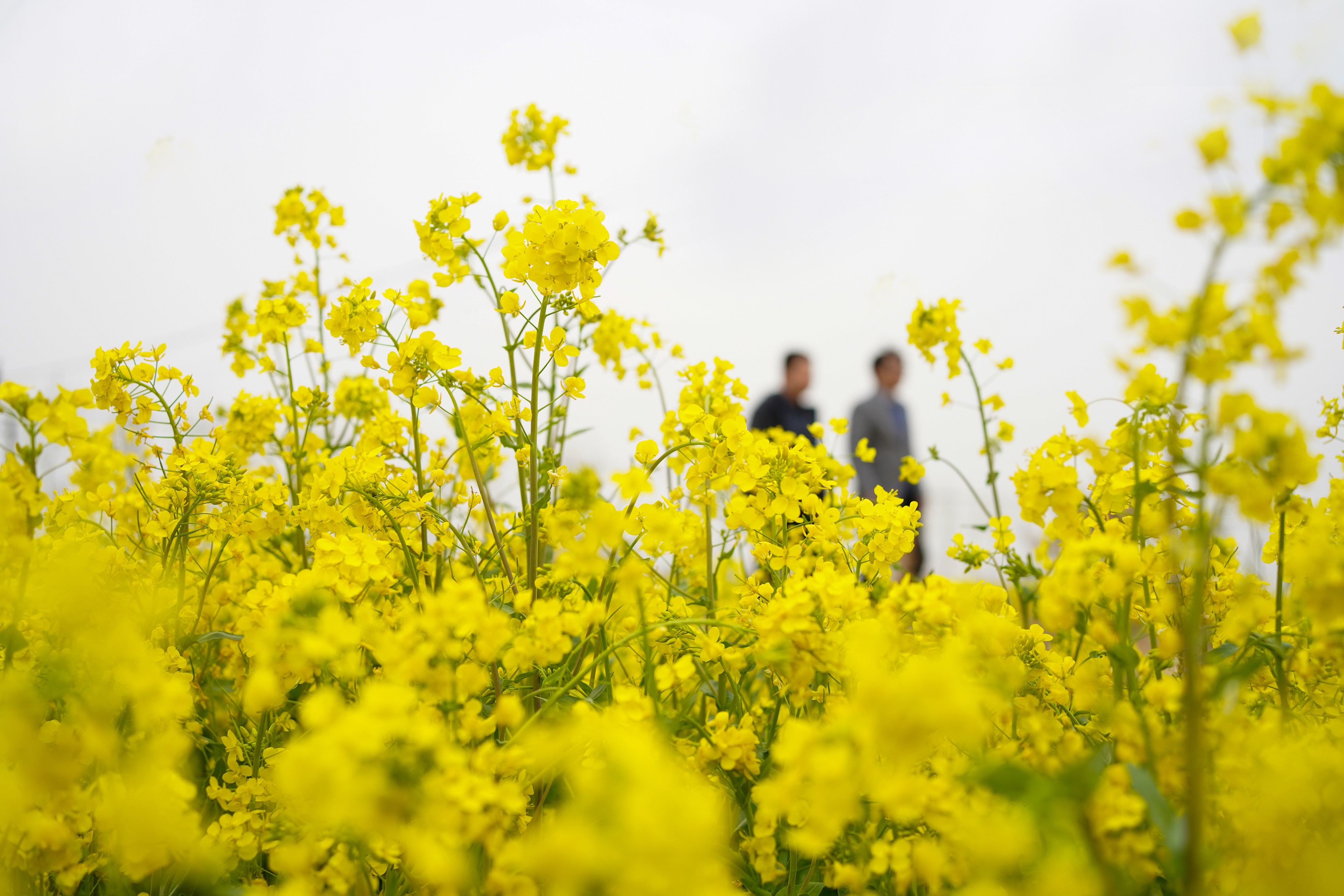 图片默认标题_fororder_图片21