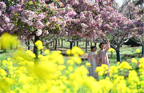 (原创)河北邯郸:千亩海棠花盛放美如画_fororder_河北邯郸:千亩海棠花盛放美如画391