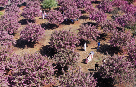 (原创)河北邯郸:千亩海棠花盛放美如画_fororder_河北邯郸:千亩海棠花盛放美如画174