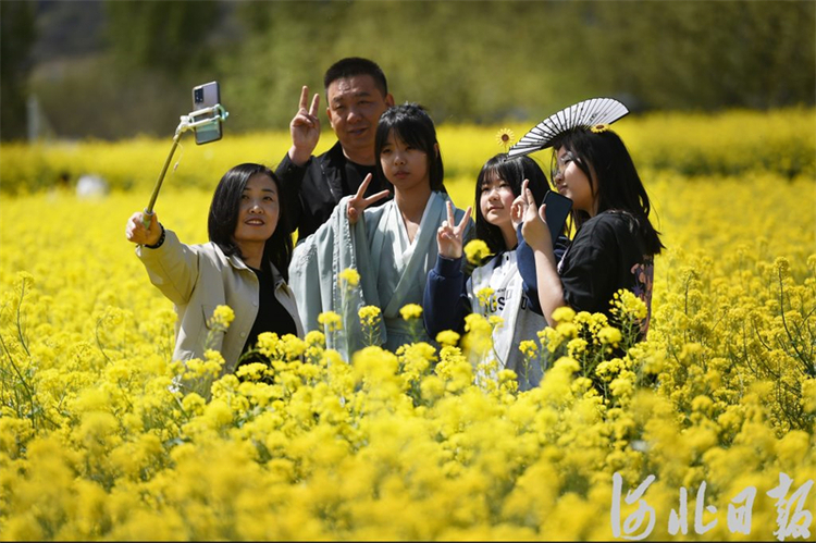 石家庄的油菜花海已上线,满目金黄,快来打卡_fororder_6