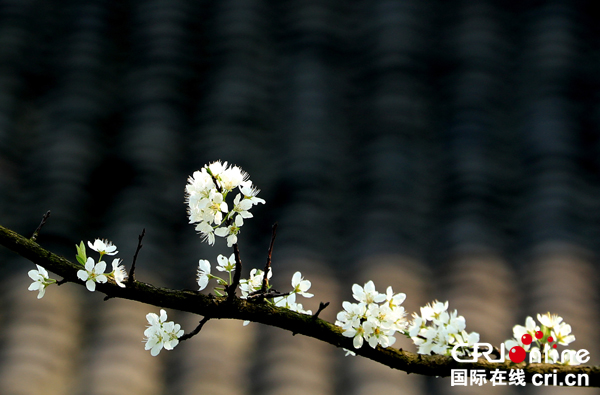 图片默认标题_fororder_嫩白李花更俏春[2]