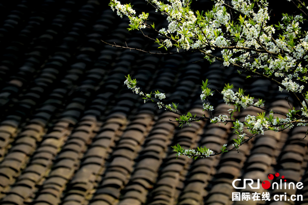 图片默认标题_fororder_嫩白李花更俏春[1]