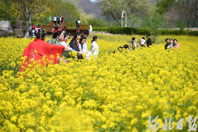 石家庄的油菜花海已上线,满目金黄,快来打卡_fororder_2