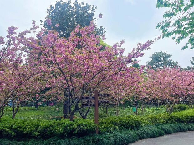 【文化旅游】申城晚樱上线 杨浦公园花团锦簇再续“樱”缘