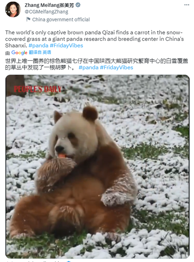 【陕耀国际·21期】陕西熊猫“七仔”海外走红 外国网友：原来熊猫真的能拍“彩色”照片