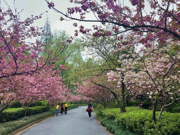 【文化旅游】申城晚樱上线 杨浦公园花团锦簇再续“樱”缘