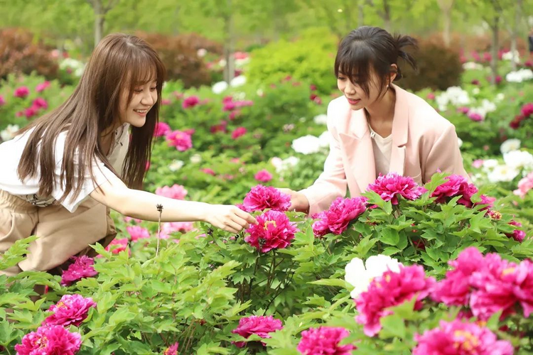 300亩牡丹盛开,秦汉文旅艺术节启动_fororder_图片5