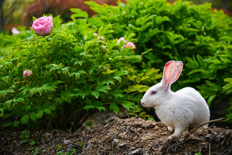300亩牡丹盛开,秦汉文旅艺术节启动_fororder_图片4