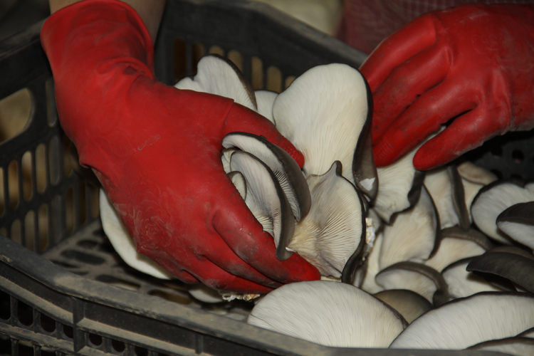 (原创)河北平泉:小菌菇撑起农民“致富伞”_fororder_图片4