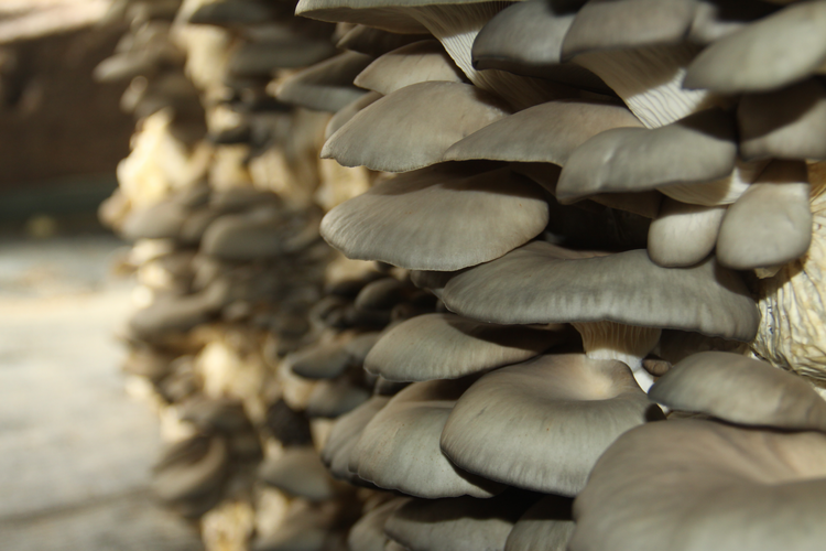 (原创)河北平泉:小菌菇撑起农民“致富伞”_fororder_图片2