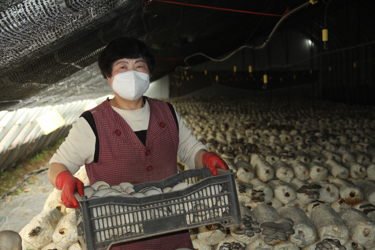 (原创)河北平泉:小菌菇撑起农民“致富伞”_fororder_图片1