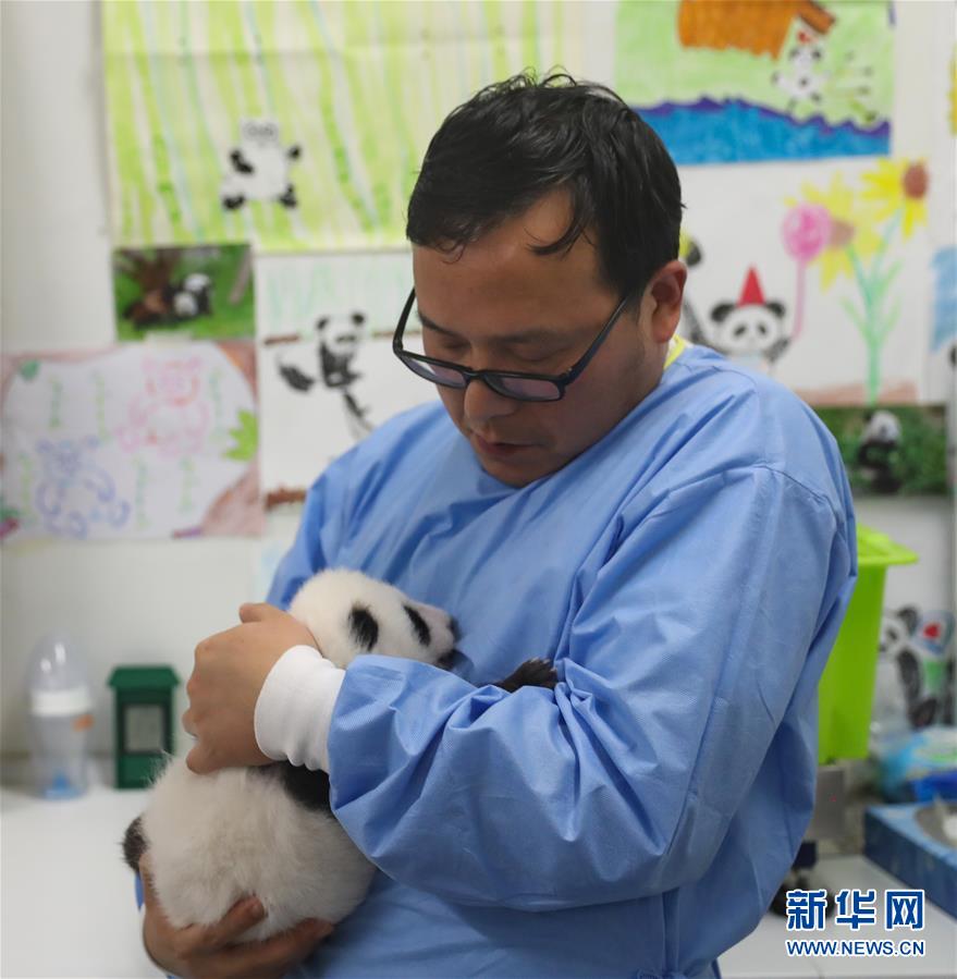 「新华网」可爱的大熊猫三兄妹