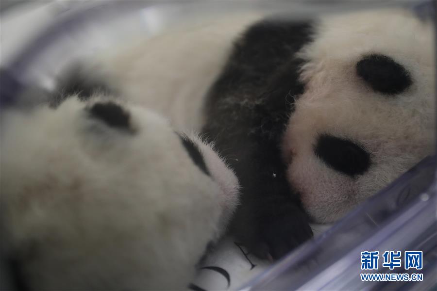 「新华网」可爱的大熊猫三兄妹