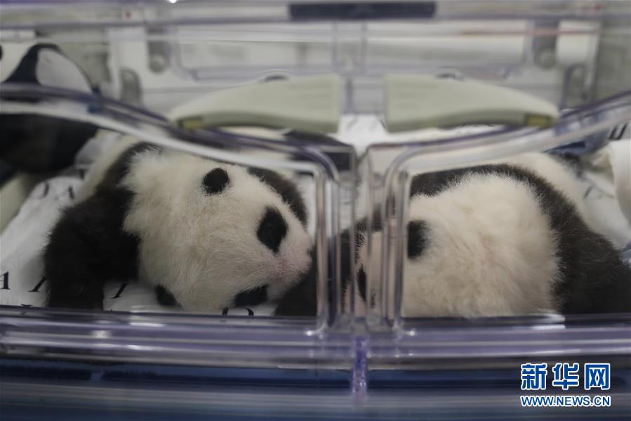 「新华网」可爱的大熊猫三兄妹