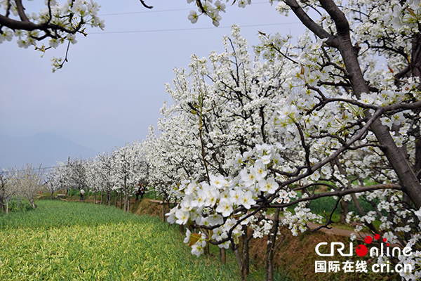 图片默认标题_fororder_九襄万亩梨花（摄影：葛旺）